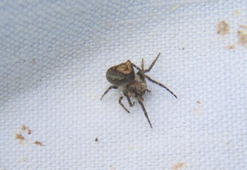 Réf. 217 376 : Gibbaranea gibbosa